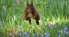 Eichhörnchen im Sprung Eichhörnchen im Sprung