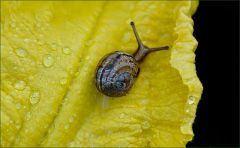 Kleine Schnecke auf einer Kürbisblüte