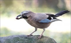 Eichelhäher Eichelhäher