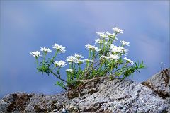 Felsenblümchen Felsenblümchen