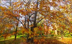 Goldbrauner  Spätherbst