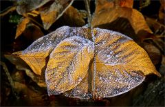 Blätter im Dezember