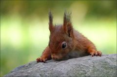 Eichhörnchen Eichhörnchen