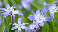 Blausterne Blausterne