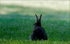 Wildkaninchen Wildkaninchen