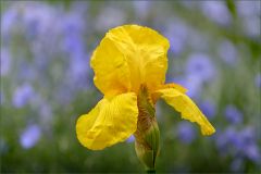 Iris im Mai Iris im Mai