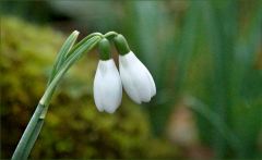 Schneeglöckchen Schneeglöckchen