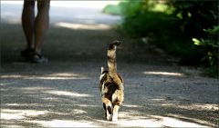 Katze