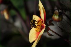 Hummel auf einer Dahlie Hummel auf einer Dahlie