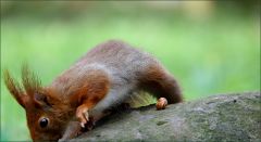 Eichhörnchen Eichhörnchen