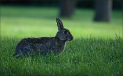 Wildkaninchen Wildkaninchen