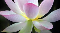 Lotosblume Lotosblume