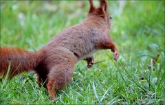 Eichhörnchen Eichhörnchen