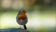 Rotkehlchen Rotkehlchen