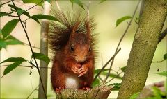 Eichhörnchen Eichhörnchen