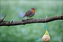 Rotkehlchen Rotkehlchen