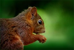 Eichhörnchen Eichhörnchen