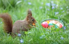 Eichhörnchen Eichhörnchen