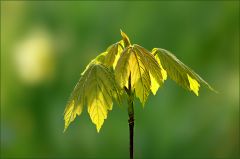 Wachstum im März Wachstum im März