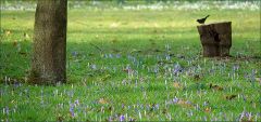 Wiese mit Krokussen Wiese mit Krokussen