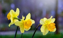 Drei Narzissen Drei Narzissen