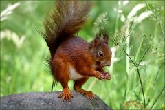 Eichhörnchen Eichhörnchen