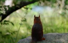 Eichhörnchen Eichhörnchen