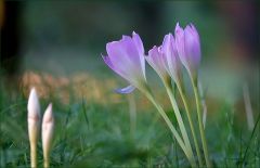 Gestern die ersten Herbstzeitlosen gesehen