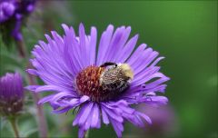 Verstorbene Hummel in einer Aster