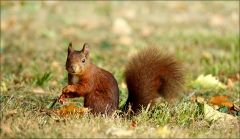 Eichhörnchen Eichhörnchen