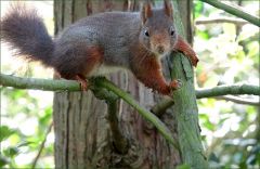 Eichhörnchen Eichhörnchen