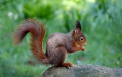 Eichhörnchen Eichhörnchen