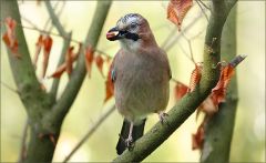 Eichelhäher Eichelhäher