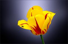 Tulpe mit einer kleinen Fliege Tulpe mit einer kleinen Fliege