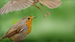 Rotkehlchenmutter fliegt davon, um Futter zu besorgen Rotkehlchenmutter fliegt davon, um Futter zu besorgen