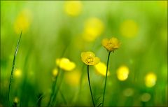 Maiwiese mit Butterblümchen Maiwiese mit Butterblümchen
