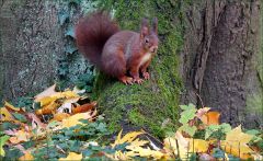 Eichhörnchen im November