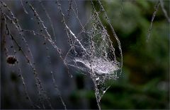 Im Wald gesehen Im Wald gesehen