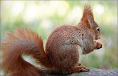 Eichhörnchen Eichhörnchen