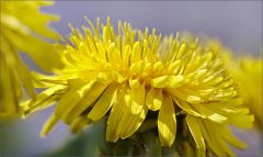 Löwenzahn Löwenzahn