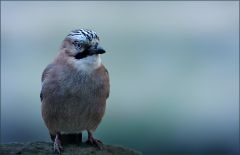 Eichelhäher Eichelhäher