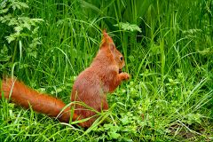 Eichhörnchen im Maigrün Eichhörnchen im Maigrün