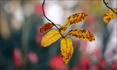 Blätter im November