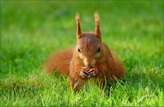 Eichhörnchen Eichhörnchen