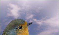 Rotkehlchen Rotkehlchen