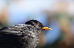 Amsel Amsel
