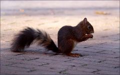 Eichhörnchen Eichhörnchen