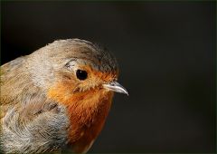 Rotkehlchen Rotkehlchen