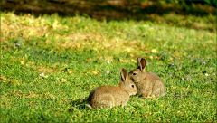 Junge Wildkaninchen Junge Wildkaninchen