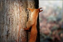 Eichhörnchen Eichhörnchen